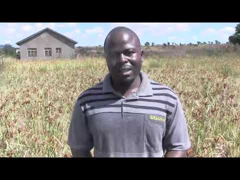 Zao La Ulezi Kulimwa Upya Rukwa 