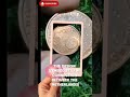 $20,000::2008 Netherlands Euro Coin | 5 Cent Coin History
