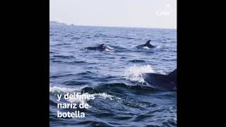 Punta de Choros e Isla Damas | Marca Chile