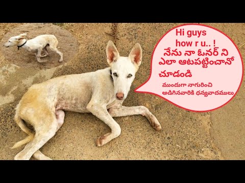 ఇంటిదగ్గర పెంచుకునే కుక్కలు ఇలా ఉంటే చాలా ప్రమాదం ||Street pet dog behavior  in telugu