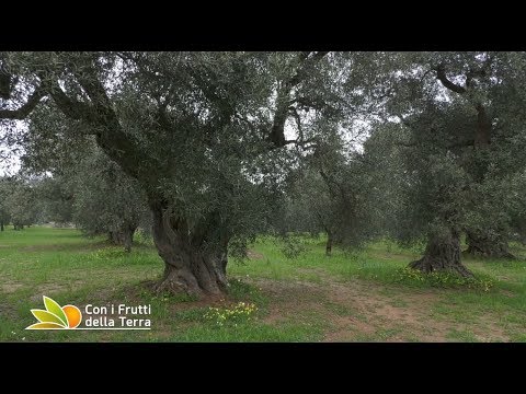 Video: Dove puoi trovare l'agricoltura mediterranea?