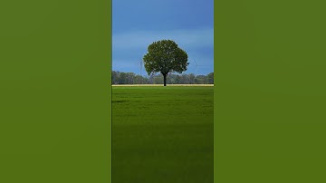 One Year in 15 Seconds #timelapse #shorts