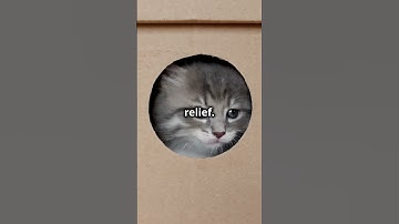 Why Do Cats Love Small Spaces? 🐱🏠