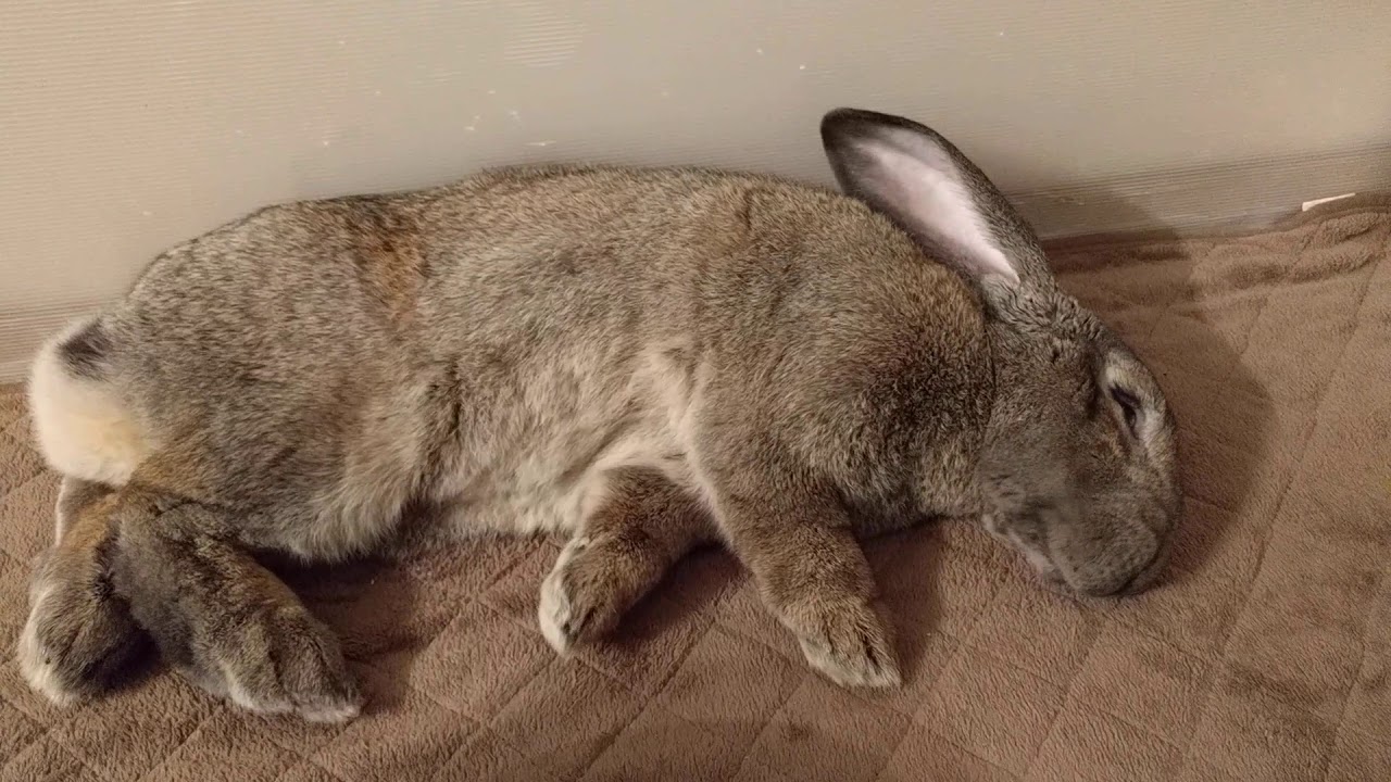 Continental Giant Rabbit Hug Me Youtube Continental Giant Rabbit Hug Me Youtube