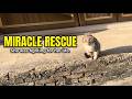 From Engine Burn Victim to Beloved Companion: A Miraculous Recovery 🐾#VeterinaryCare #hope
