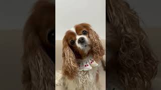 Am I cute enough to be your friend? #dogshorts #dogs #cute #pets #puppy