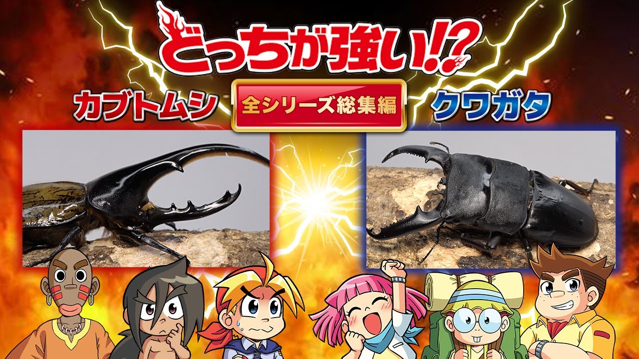 クワガタ カブトムシ 違い