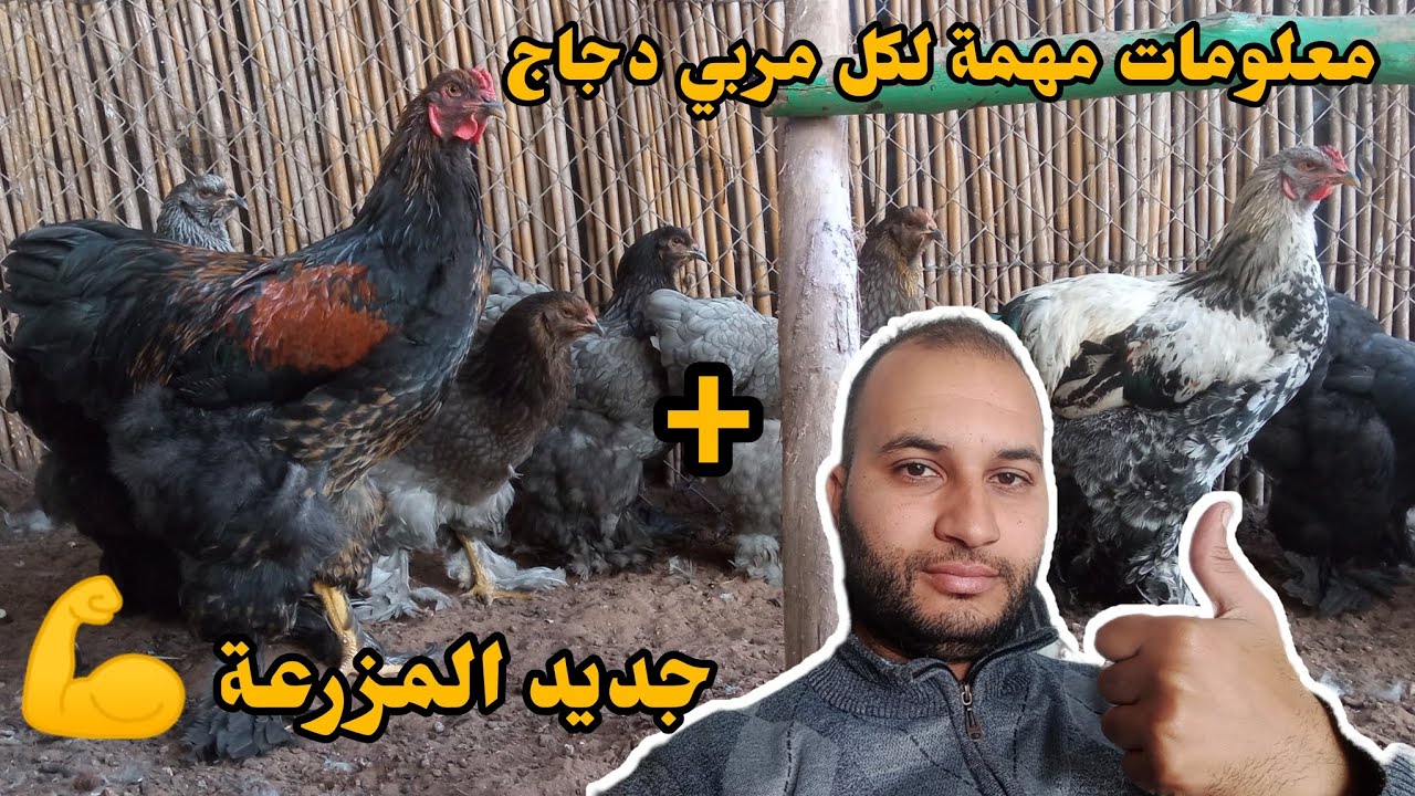 معلومات مهمة لكل مربي دجاج 💪