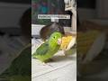 Sharing is caring✨🦜🐹cute parrotlet & cavy🌽 #shorts #shortvideo #shortsyoutube #cavy