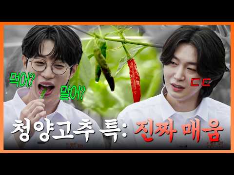 청양 왔으면 고추 맛은 보고 가야지🌶️ 운명의 매운맛 당첨자 성훈이는 입에 불나요🔥 #트롯키친달리는디너쇼 #TVCHOSUNMUSIC (TV CHOSUN 261005 방송)