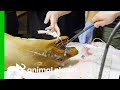 Sea Lion Swallows A Plastic Figure | The Zoo