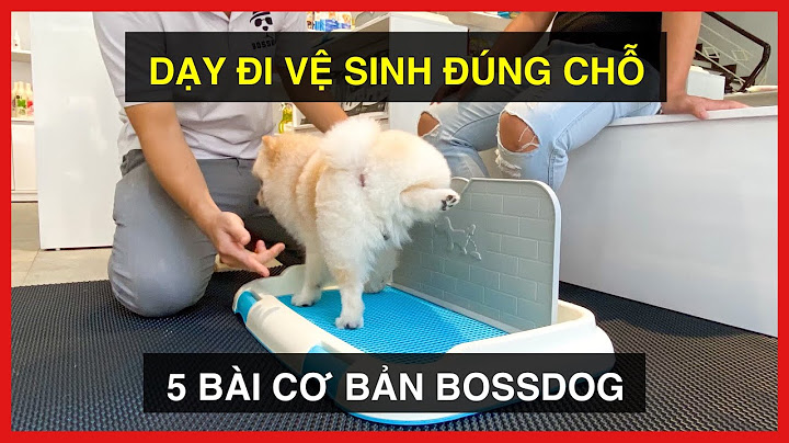 Hướng dẫn cún đi vệ sinh đúng chỗ năm 2024