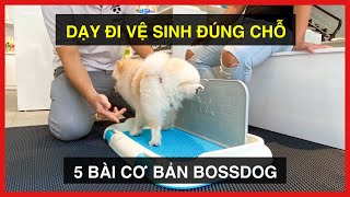 Bí quyết chó vệ sinh đúng chỗ cùng 5 bài cơ bản | Cách huấn luyện chó cơ bản BossDog | Dog training