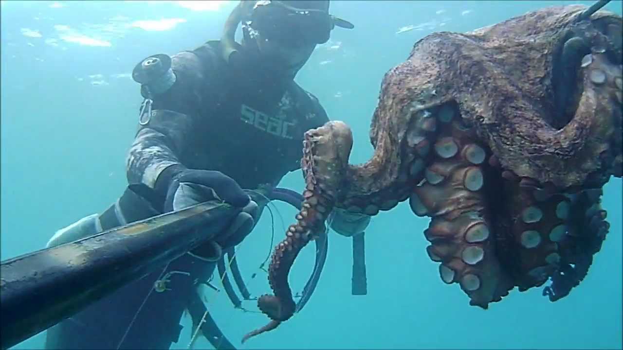 Pescasub:Polponi Octopus