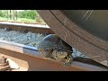 Rescue the Turtle from the train, rescue the animals