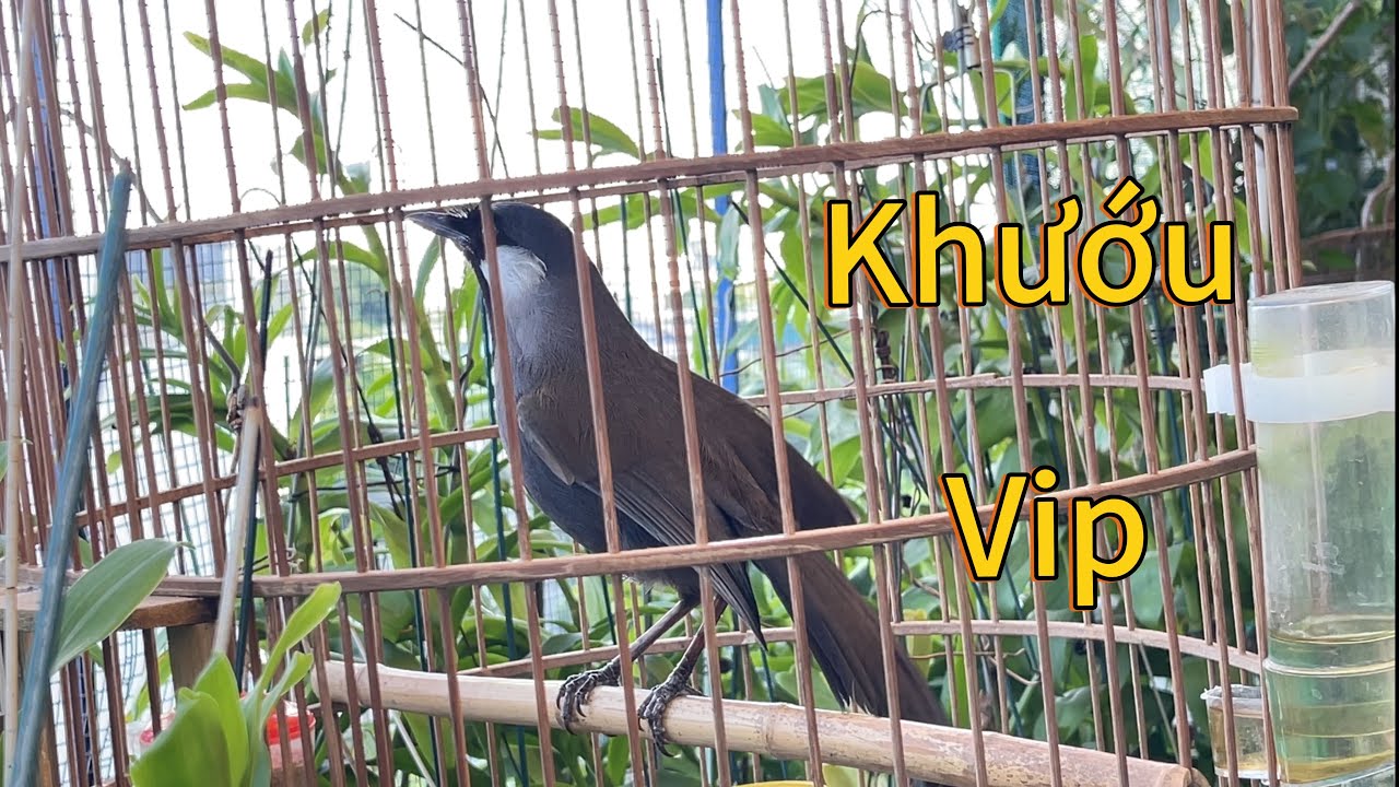 Khướu hót đấu