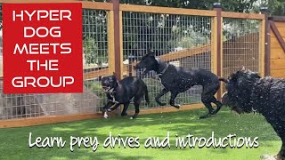 See how to help prey drive and introducing dogs