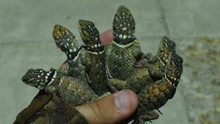 Finding Spiny Lizards Of The RGV! (Blue, Mesquite And Texas)