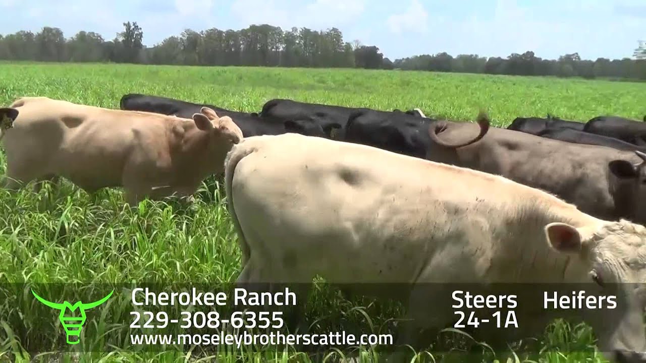 Moseley cattle auction blakely nickel intraday trading tips