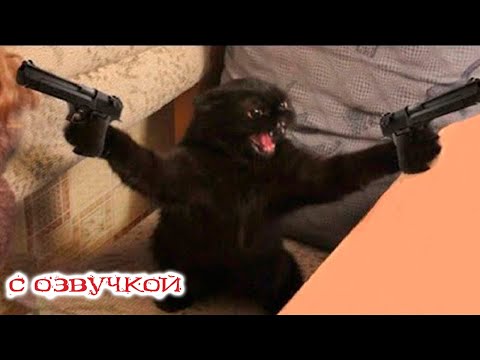 ПРИКОЛЫ С КОТАМИ! Смешные ЖИВОТНЫЕ с озвучкой! Смешные коты!