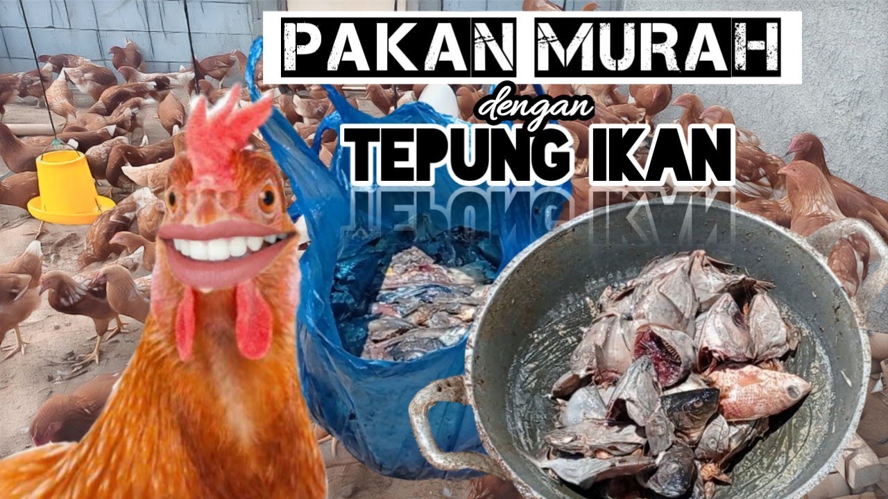 Cara Membuat Pakan Ternak Ayam menjadi lebih murah dengan Tepung Ikan buatan sendiri
