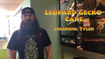How to Take Care of Your New Leopard Gecko!