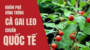 Khám phá vùng trồng cà gai leo đạt tiêu chuẩn quốc tế lớn nhất Việt Nam