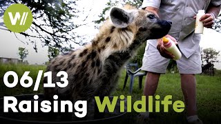 Lion, Zebra & Wolf | Raising Wildlife (6/13) by wocomoWILDLIFE 713 views 6 months ago 26 minutes