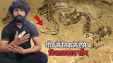 🐍 "इतने बड़े साँप देखकर गाँव वाले भागे! 4 विशाल अजगर का रहस्य 😨" Murliwale Hausla rescue
