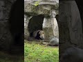 When it rains: kids outside, Fufeng in her cave 😁😁Regen? Die Kids üben, Fufeng chillt