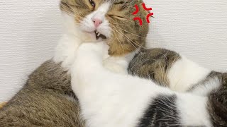寝ぼけた息子猫の蹴りを顔面に食らってこうなりました…泣