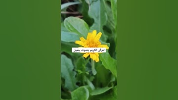 القرآن الكريم بصوت جميل #explore #قرانكريم #قران_كريم #تيك_توك #قرآن #لايك