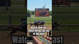 Watch how fast these horses get out of the gate! #Horse #HorseRacing #Equestrian #horserider #Horses