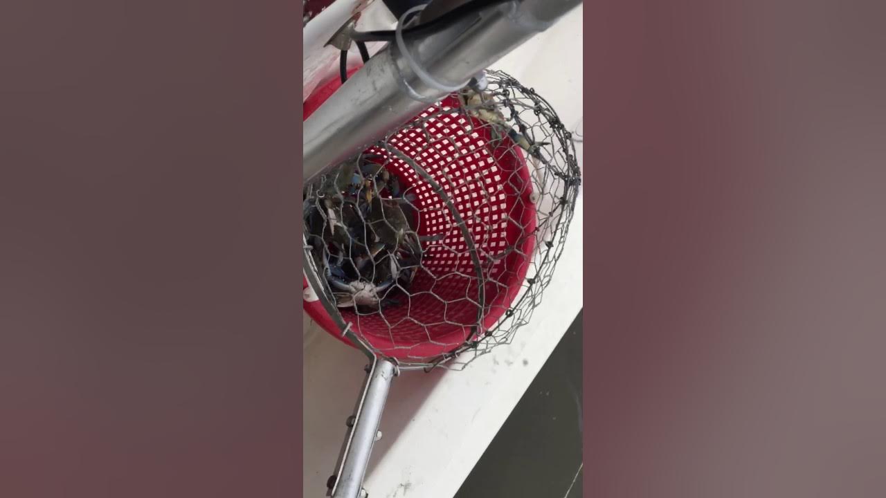 Wye River Crabbing Supplies in action. YouTube