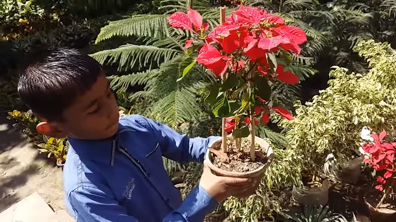 Visit A Nursery At Agra My Favorite You Visit A Nursery At Agra