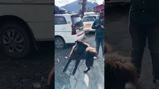 #doglove #doglife #dogvideos