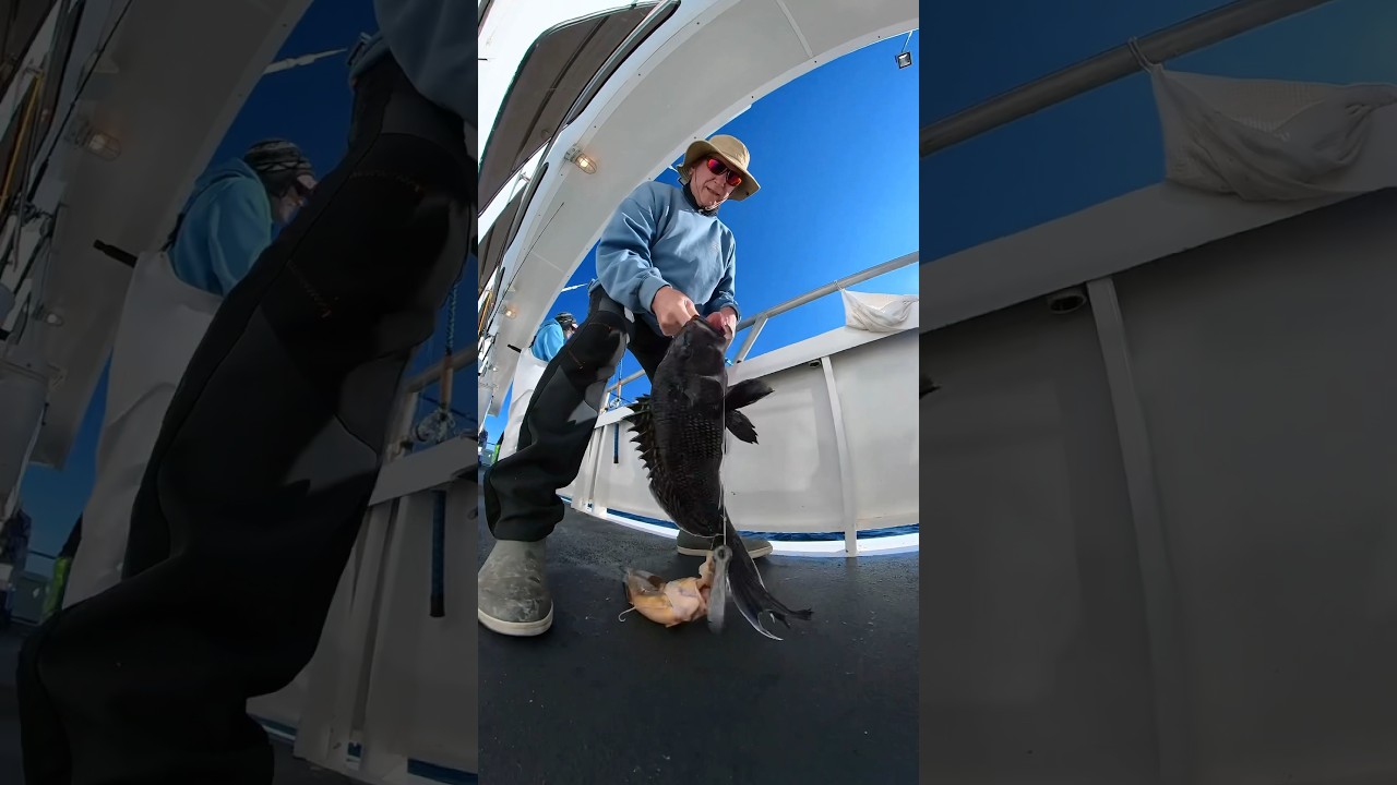 Caught 2 tasty fish Seabass and Ling on Captain Lou’s wreck trip 