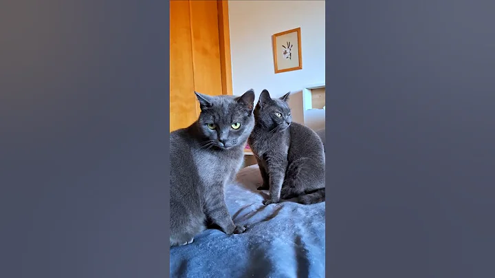 Watch the video about Cute girls #cute #cat #challenge #shorts #trendingaudio #viralshorts #michis #love #amor #hype