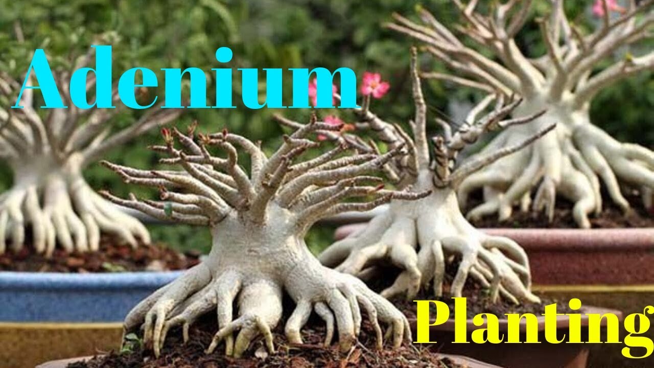 How to Plant an Adenium || Adenium Socotranum || Adenium Arabicum - YouTube