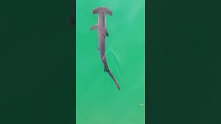 8ft Hammerhead Shark- clocked 14mph top speed- Hamptons Drone