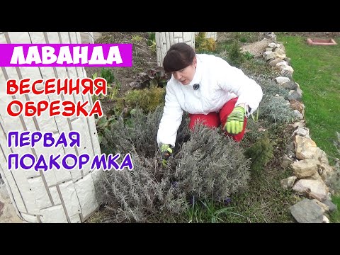 Видео: Растения от лавандула от папрат: съвети за отглеждане на лавандула от папрат в градините