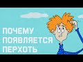 Edu: Почему появляется перхоть и как от неё избавиться