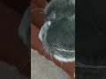 #cat#face#catface