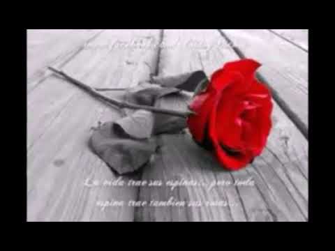 Como la flor Selena voz Norma Paez - YouTube