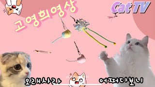 고영희영상 [Cat TV / Cat games / A video for cats ] 26 고양이가 좋아하는 영상