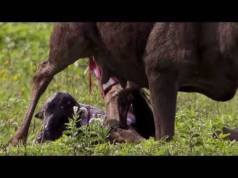Wildebeest Calf Birth | Nature's Great Events | BBC Earth