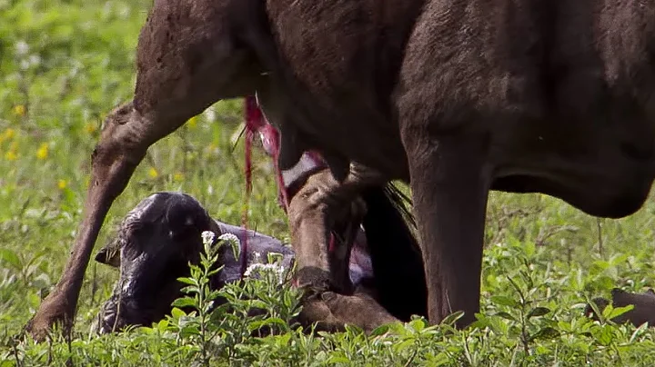 Wildebeest Calf Birth | Nature's Great Events | BBC Earth - DayDayNews