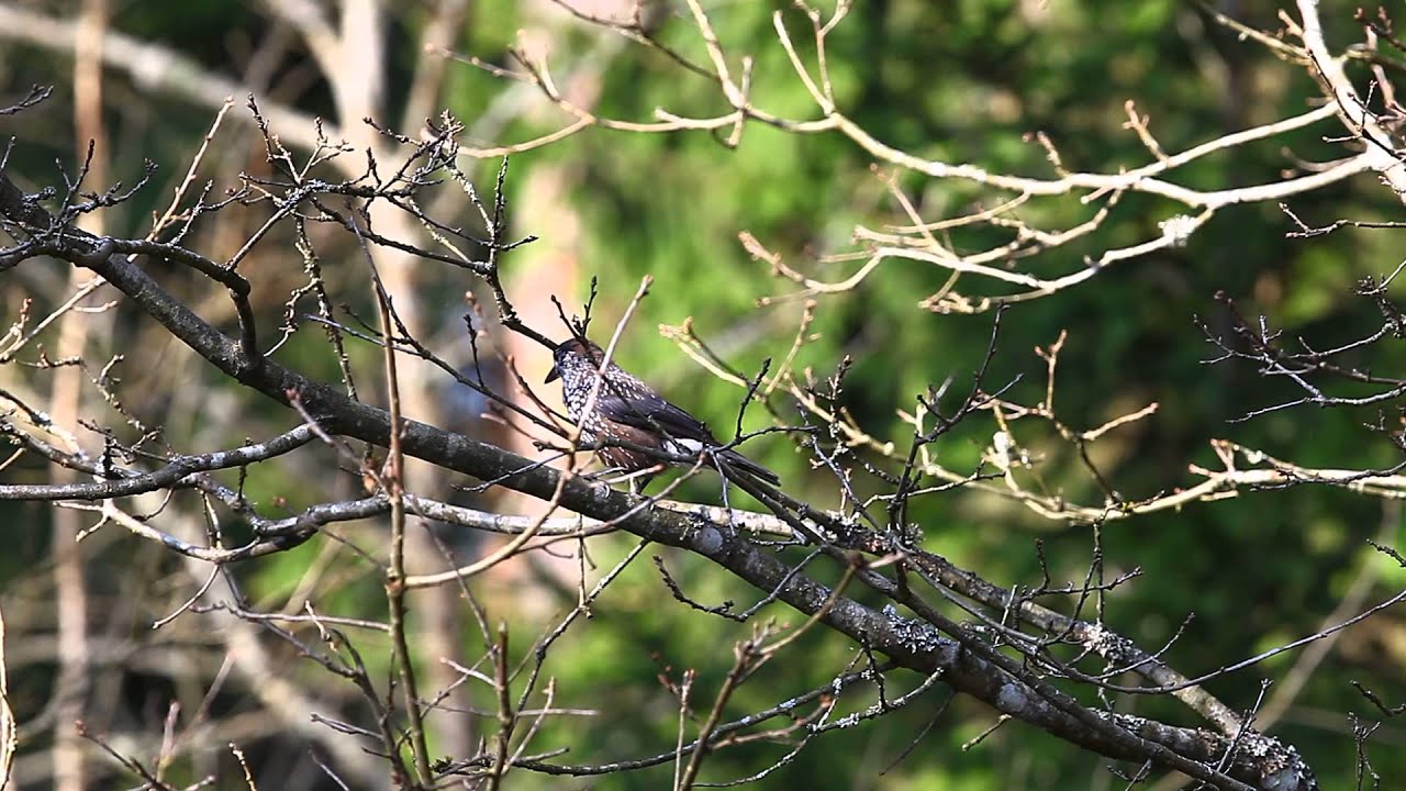 Spotted Nutcracker in Lithuania