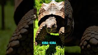“Kenapa kungkang dan kura-kura bisa hidup begitu lama?! 🦥🐢😱 #FaktaAneh #HewanUnik #Shorts”