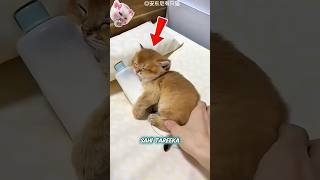 Kitten Learns Nothing Just Sleeps 😴🐱#actingchallenge